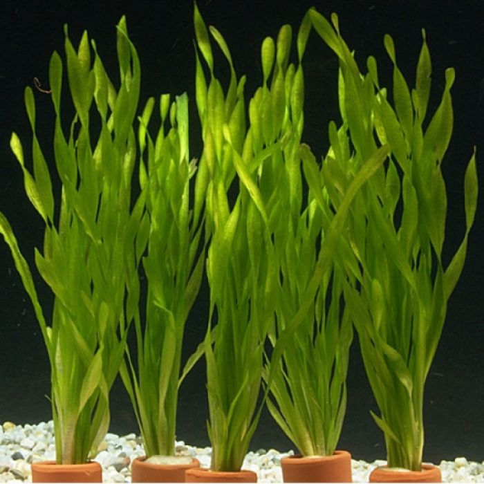 Vallisneria Asiatica