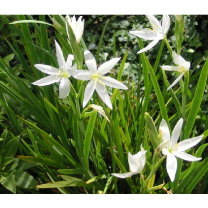 Schizostylis Coccinea 'alba'
