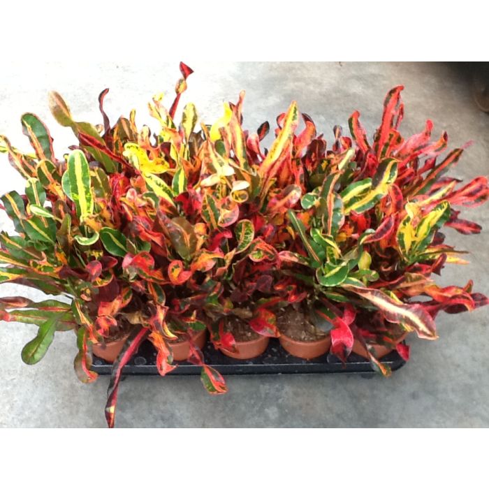 Croton varietà mix