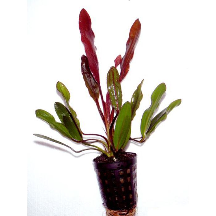 Echinodorus  Red Devil