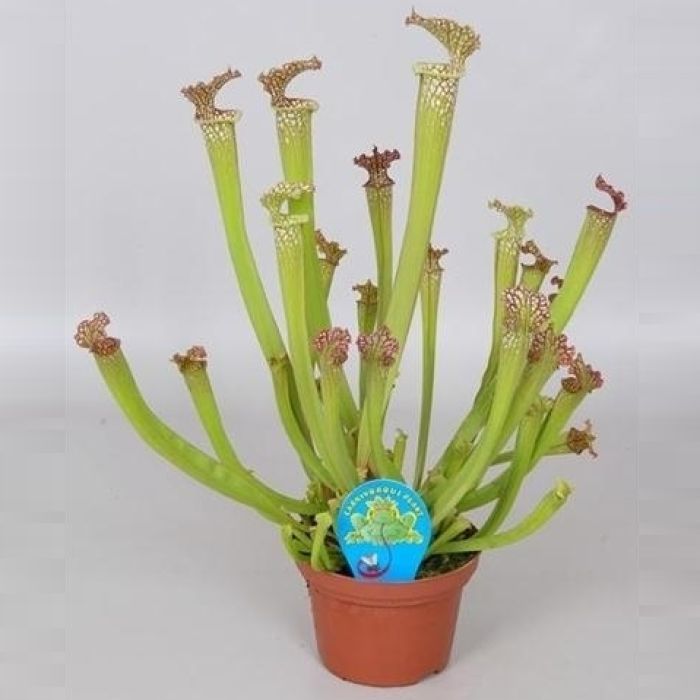Pianta Carnivora Sarracenia Farhamii
