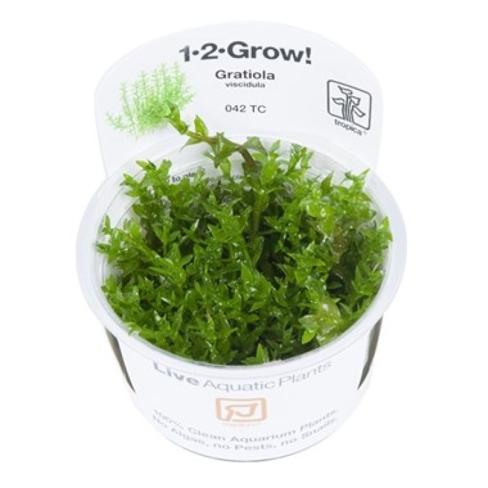 Tropica Gratiola viscidula 1-2-Grow!