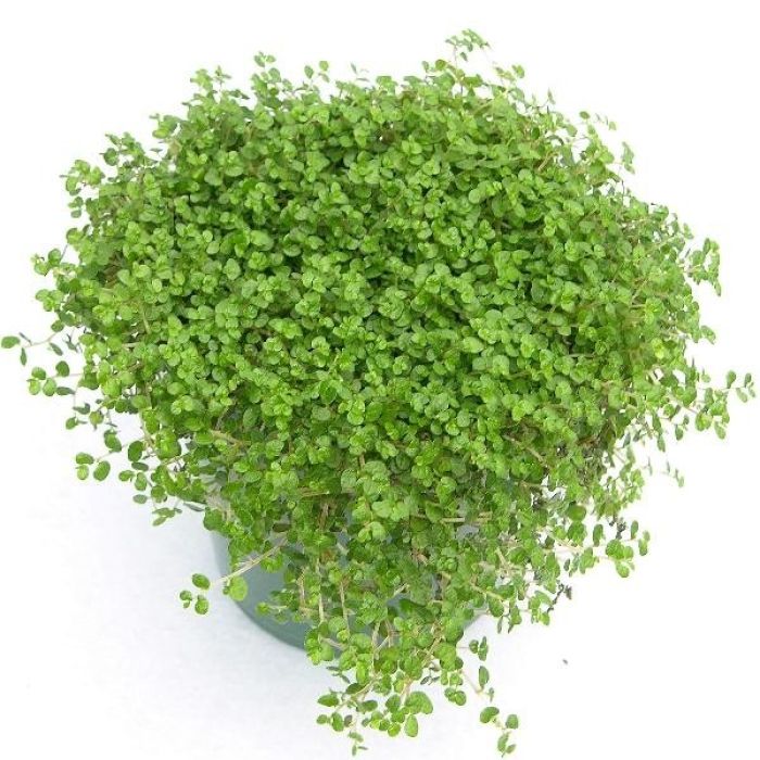 Soleirolia Soleirolii