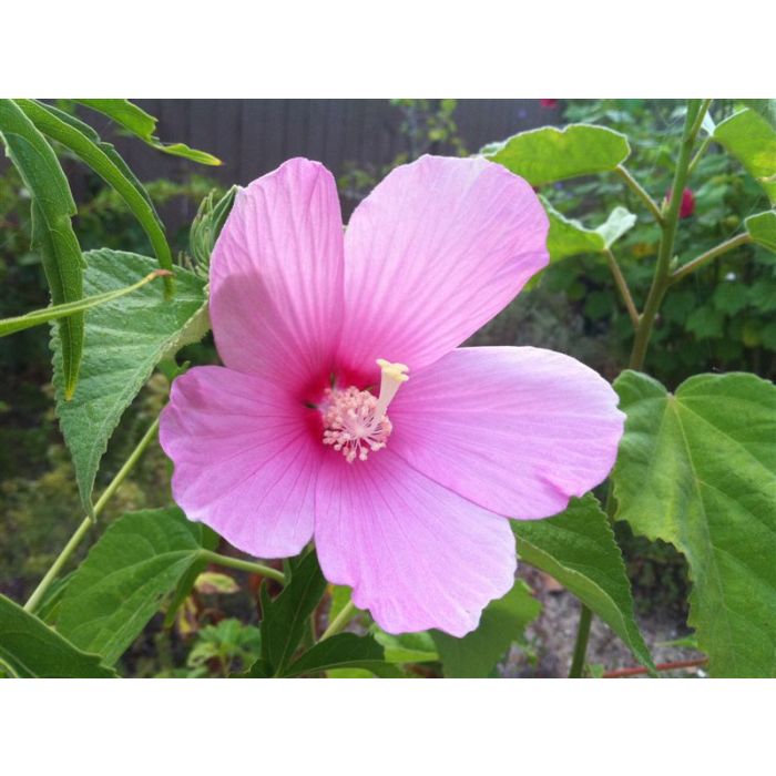 Hibiscus Palustris