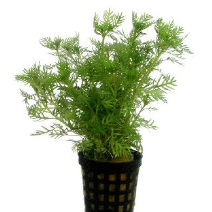 Hottonia Inflata