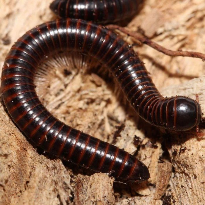 Leptogoniulus sorornus