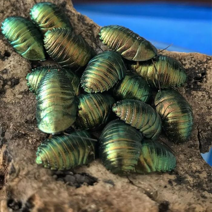 Pseudoglomeris magnifica