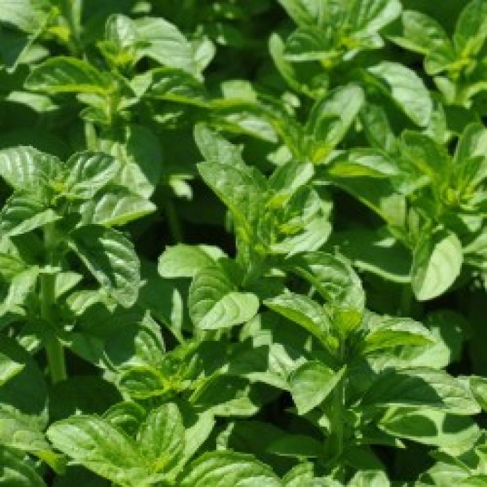Mentha Pulegium