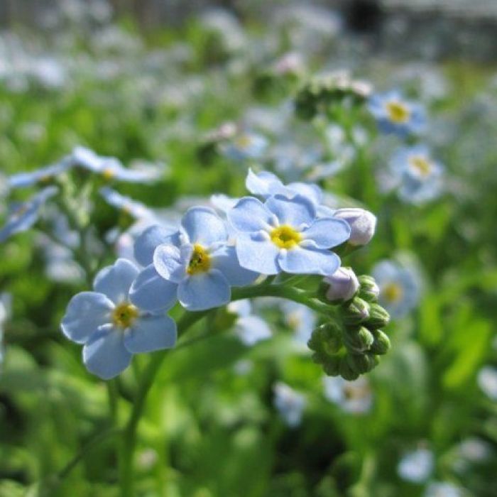 Myosotis Palustris