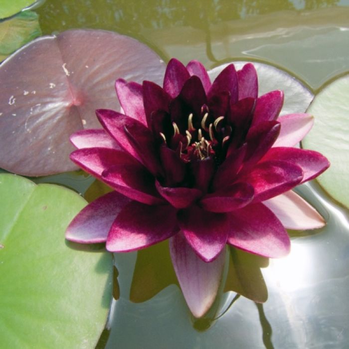 Ninfea "Perry's Almost Black"