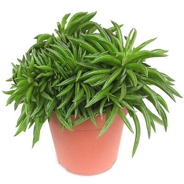 Peperomia Happy Bean