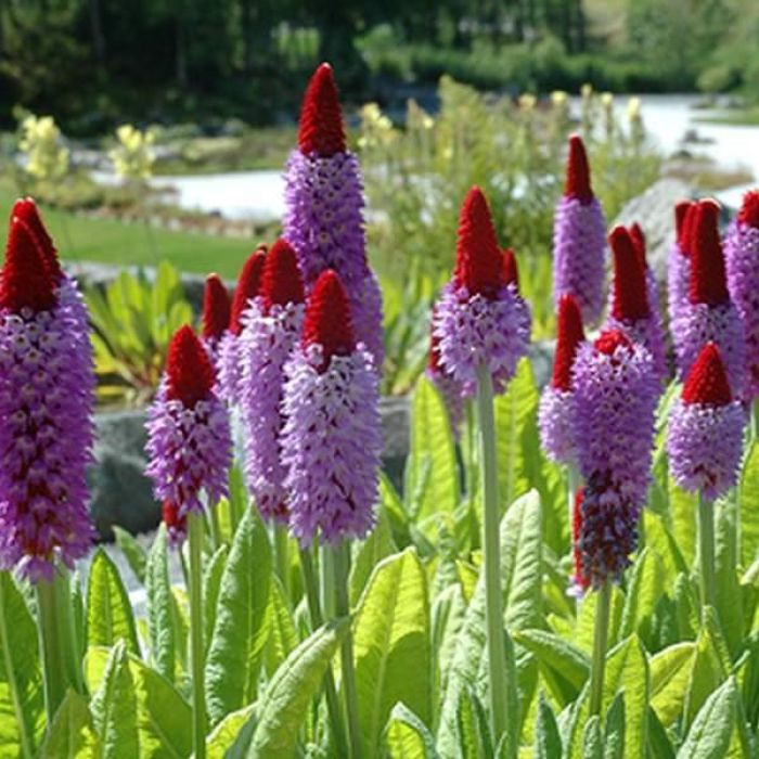 Primula Vialii