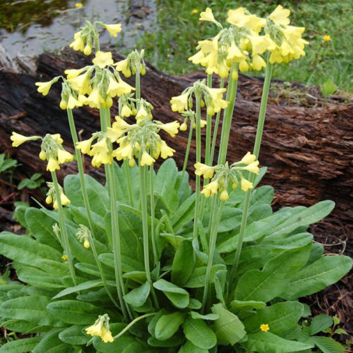 Primula Florindae