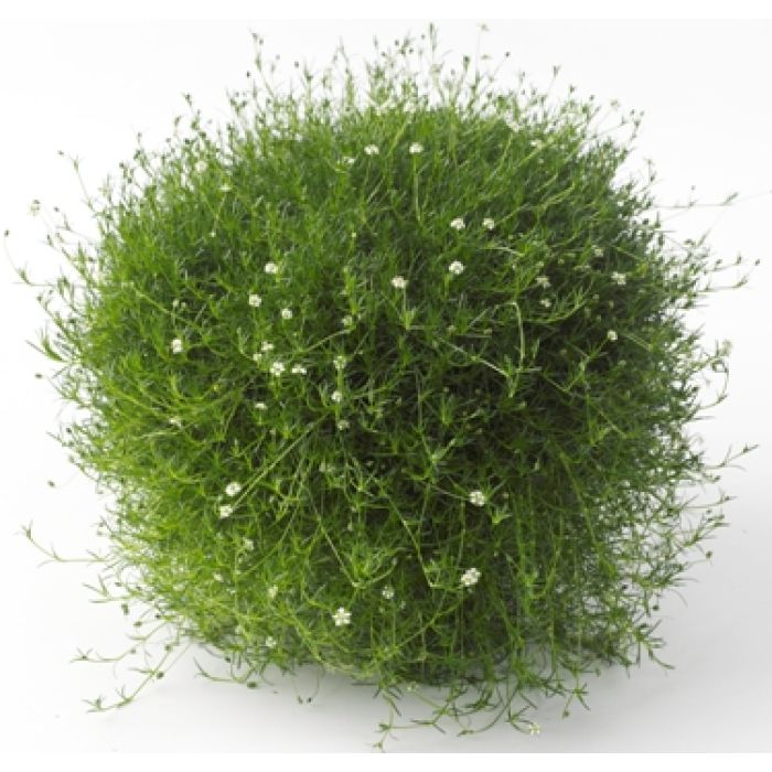 Sagina Subulata