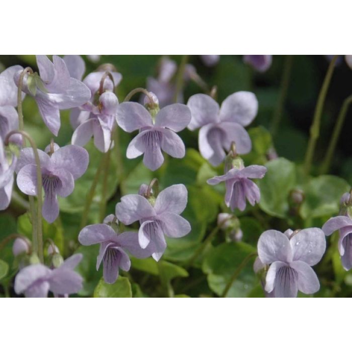 Viola Palustris