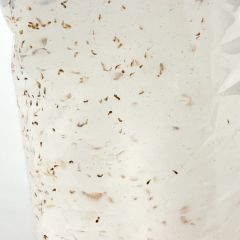 Copepodi vivi 80 ml - cibo vivo per pesci tropicali e marini