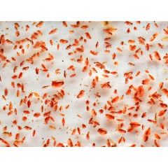 Daphnia viva 80 ml - cibo vivo per pesci tropicali e marini