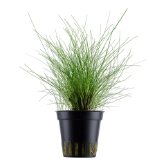 Tropica Eleocharis parvula