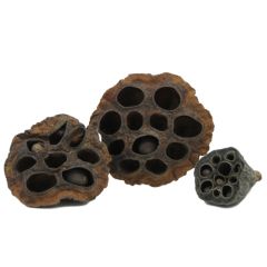 Lotus Pods - 3 pezzi