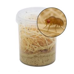 1 Litro Drosophila melanogaster