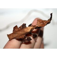 Phyllocrania Paradoxa - Mantide Fantasma