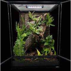 Terrario Bioattivo per Geco Ciliatus 30x30x42cm