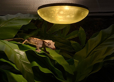 Altre Lampade